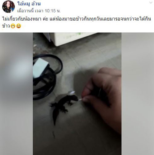 ตุ๊กแก ตุ๊กแก