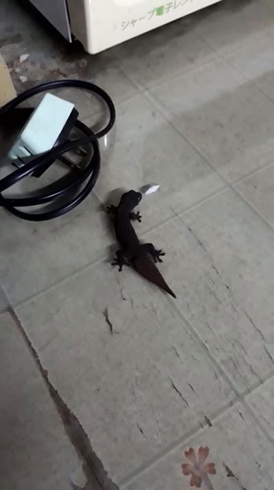 ตุ๊กแก ตุ๊กแก