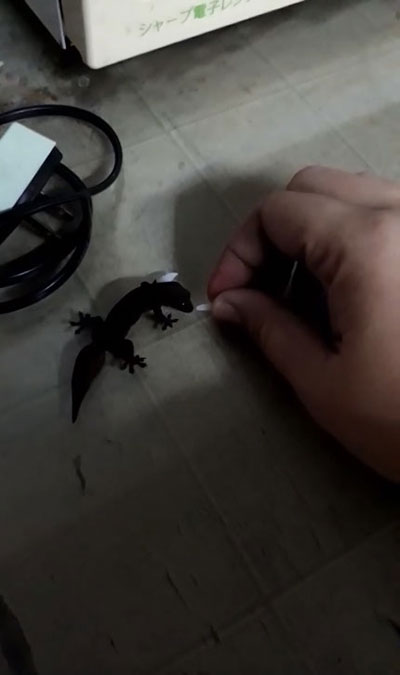 ตุ๊กแก ตุ๊กแก