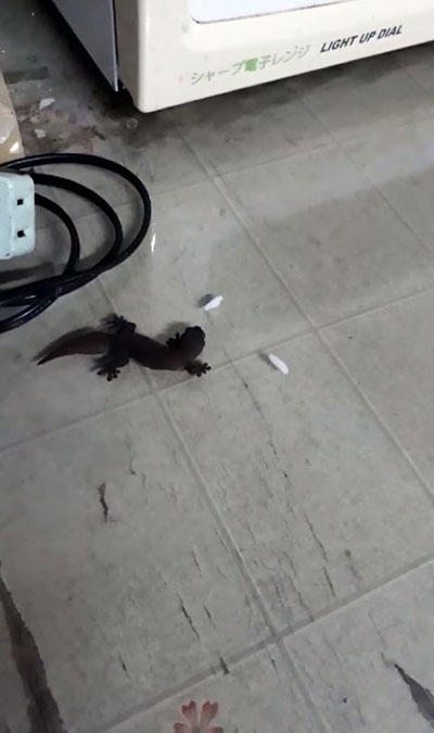 ตุ๊กแก ตุ๊กแก