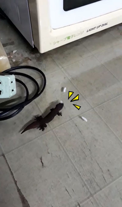 ตุ๊กแก ตุ๊กแก