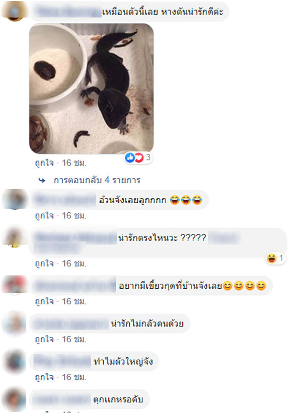 ตุ๊กแก ตุ๊กแก