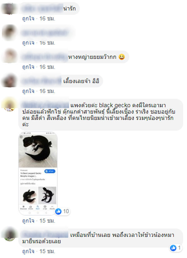 ตุ๊กแก ตุ๊กแก