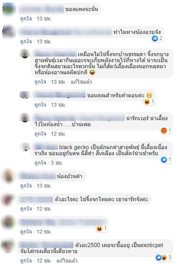 ตุ๊กแก ตุ๊กแก