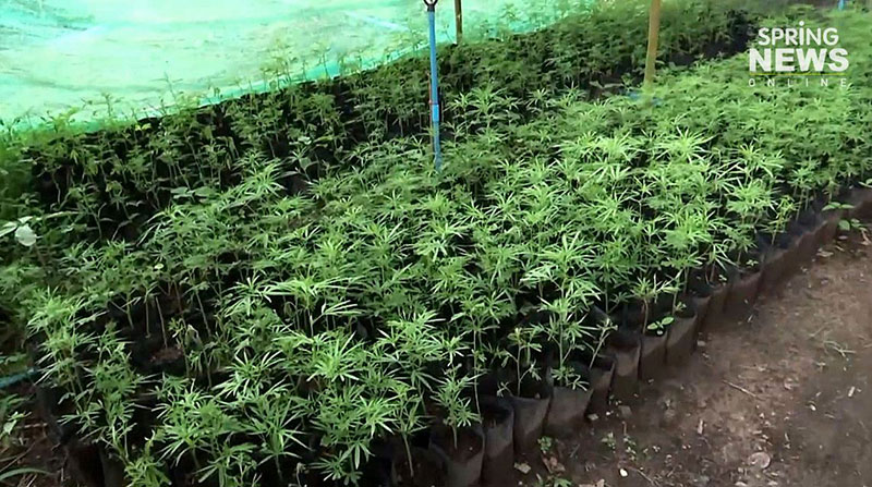 น้ำมันกัญชา น้ำมันกัญชา