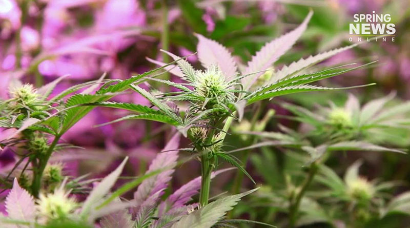 น้ำมันกัญชา น้ำมันกัญชา