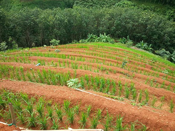 ภูเขาหัวโล้น ภูเขาหัวโล้น