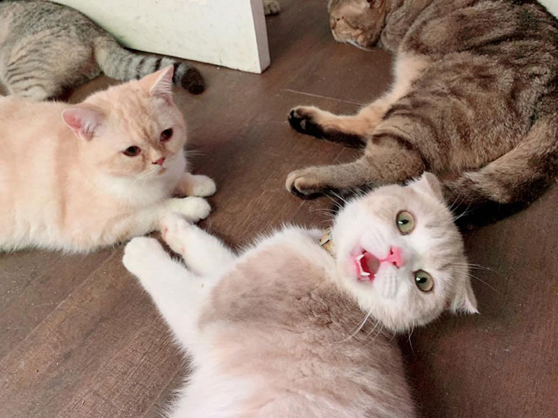 มาร์ค อภิสิทธิ์ มาร์ค อภิสิทธิ์