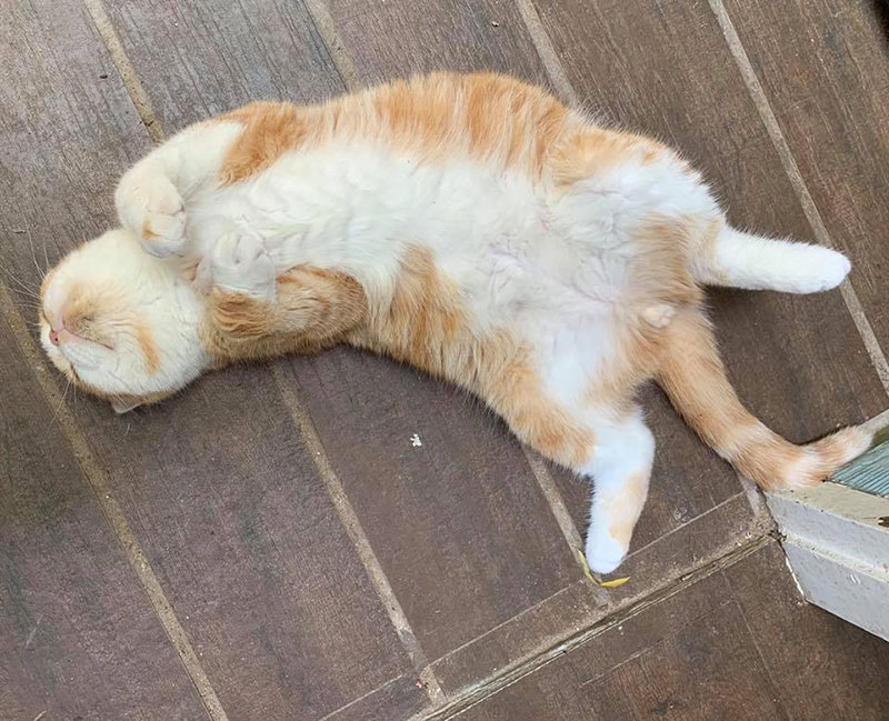 มาร์ค อภิสิทธิ์ มาร์ค อภิสิทธิ์