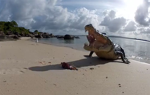 ระทึก! ช่างภาพออสซี่ให้อาหารจระเข้ แต่หวิดเป็นอาหารซะเอง