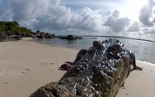 ระทึก! ช่างภาพออสซี่ให้อาหารจระเข้ แต่หวิดเป็นอาหารซะเอง