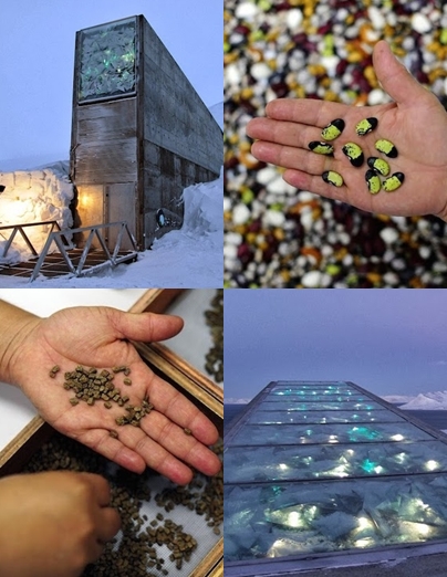 ชมภาพ สฟาลบาร์ โกโบล ซีด วอลท์ ชมภาพ สฟาลบาร์ โกโบล ซีด วอลท์