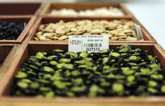 สฟาลบาร์ โกโบล ซีด วอลท์ สฟาลบาร์ โกโบล ซีด วอลท์