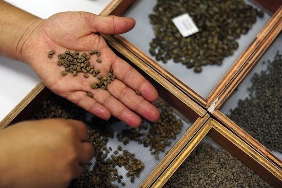 สฟาลบาร์ โกโบล ซีด วอลท์ สฟาลบาร์ โกโบล ซีด วอลท์