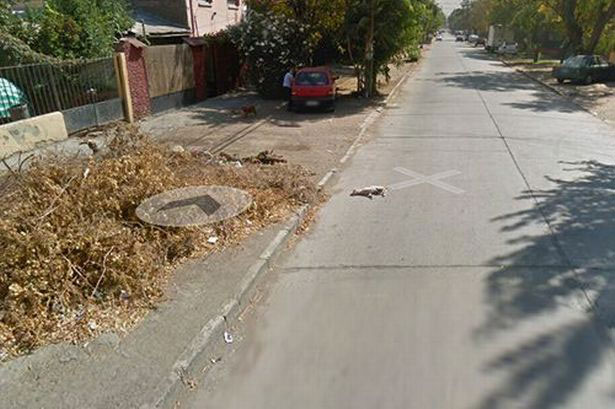 รถกูเกิลชนสุนัข รถกูเกิลชนสุนัข