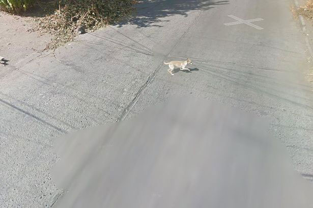 รถกูเกิลชนสุนัข รถกูเกิลชนสุนัข