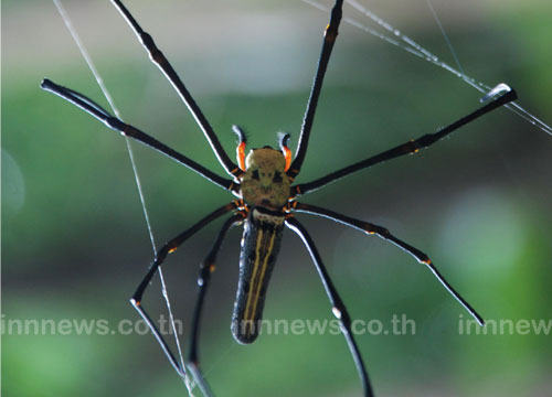 แมงมุมหน้าคน แมงมุมหน้าคน