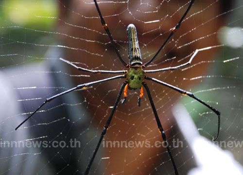 แมงมุมหน้าคน แมงมุมหน้าคน