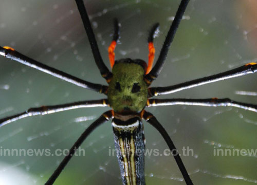 แมงมุมหน้าคน แมงมุมหน้าคน