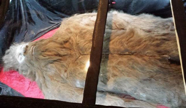 บิ๊กฟุต บิ๊กฟุต