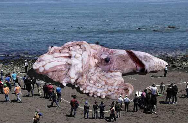 ปลาหมึกยักษ์ ปลาหมึกยักษ์