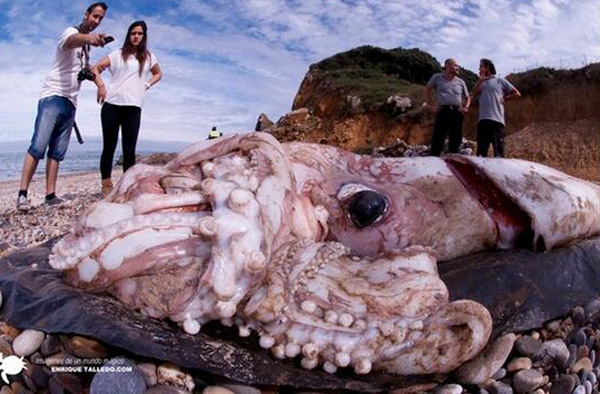 ปลาหมึกยักษ์ ปลาหมึกยักษ์