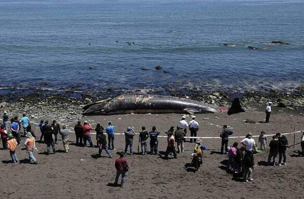 ปลาหมึกยักษ์ ปลาหมึกยักษ์