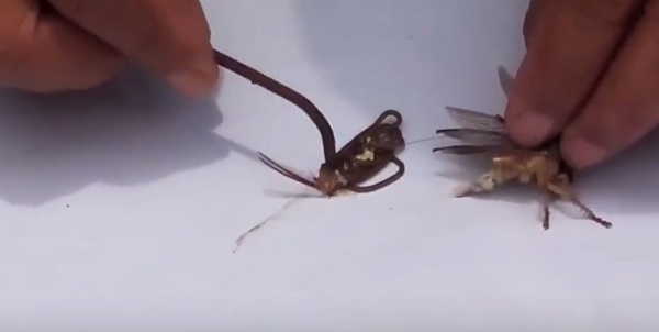 พยาธิขนม้าในแมลง พยาธิขนม้าในแมลง