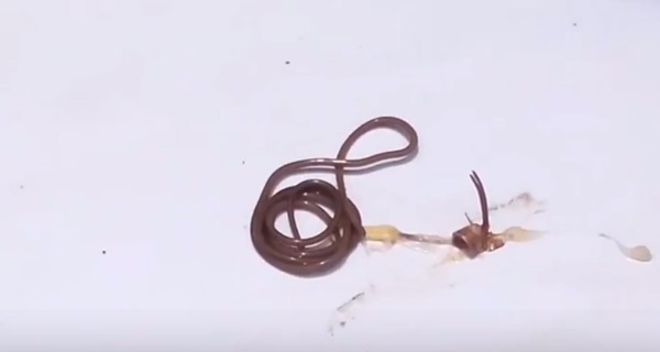 พยาธิขนม้าในแมลง พยาธิขนม้าในแมลง