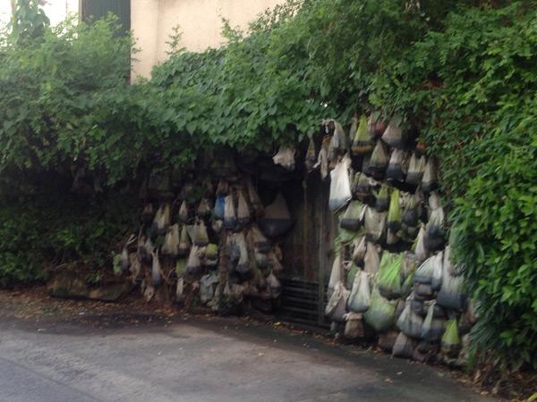 ลัทธิบูชาขี้หมา ลัทธิบูชาขี้หมา