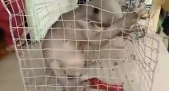 สัตว์ประหลาด สัตว์ประหลาด