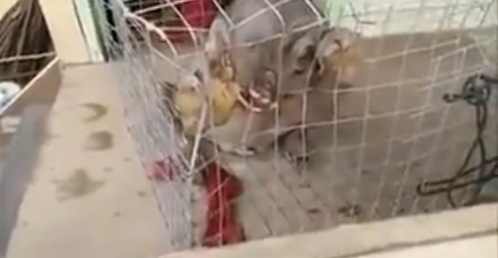 สัตว์ประหลาด สัตว์ประหลาด