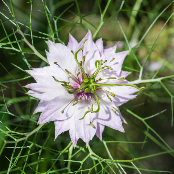 love in a mist love in a mist