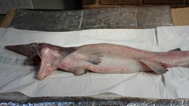 ฉลามก็อบลิน ฉลามก็อบลิน