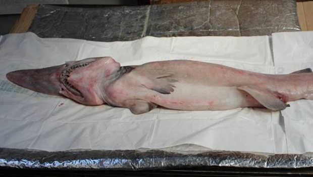 ฉลามก็อบลิน ฉลามก็อบลิน