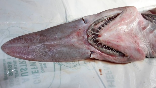 ฉลามก็อบลิน ฉลามก็อบลิน