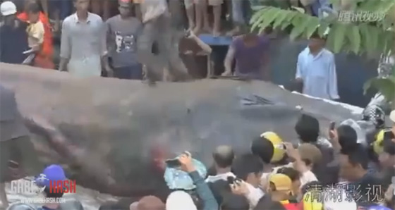 กัมพูชาตื่นสัตว์ประหลาดยักษ์เกยตื้นชายฝั่ง กัมพูชาตื่นสัตว์ประหลาดยักษ์เกยตื้นชายฝั่ง