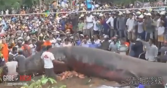 กัมพูชาตื่นสัตว์ประหลาดยักษ์เกยตื้นชายฝั่ง กัมพูชาตื่นสัตว์ประหลาดยักษ์เกยตื้นชายฝั่ง