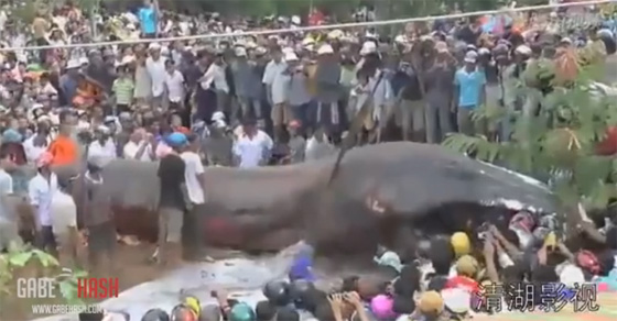 กัมพูชาตื่นสัตว์ประหลาดยักษ์เกยตื้นชายฝั่ง กัมพูชาตื่นสัตว์ประหลาดยักษ์เกยตื้นชายฝั่ง