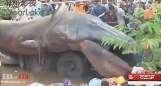 กัมพูชาตื่นสัตว์ประหลาดยักษ์เกยตื้นชายฝั่ง กัมพูชาตื่นสัตว์ประหลาดยักษ์เกยตื้นชายฝั่ง