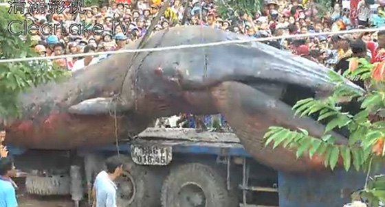 สัตว์ประหลาดยักษ์เกยตื้นชายฝั่ง สัตว์ประหลาดยักษ์เกยตื้นชายฝั่ง