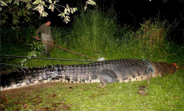 จระเข้ยักษ์ จระเข้ยักษ์