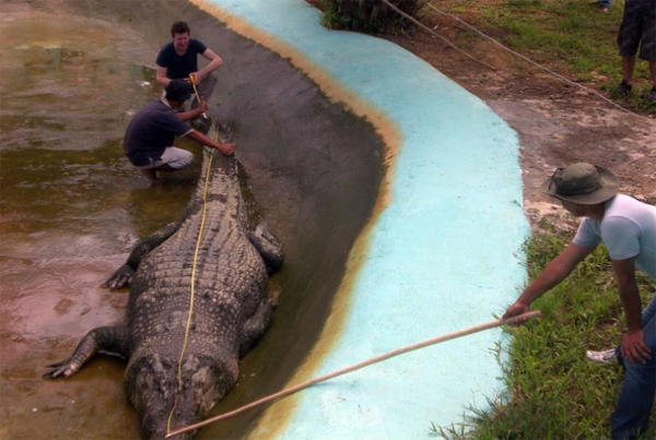 จระเข้ยักษ์ จระเข้ยักษ์