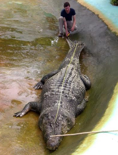 จระเข้ยักษ์ จระเข้ยักษ์