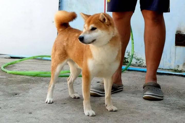 วู้ดดี้ พาอัพเดทอาการปู่ลอยด์ 3 ขา พร้อมพูดคุยกับ จักจั่น อคัมย์สิริ วู้ดดี้ พาอัพเดทอาการปู่ลอยด์ 3 ขา พร้อมพูดคุยกับ จักจั่น อคัมย์สิริ