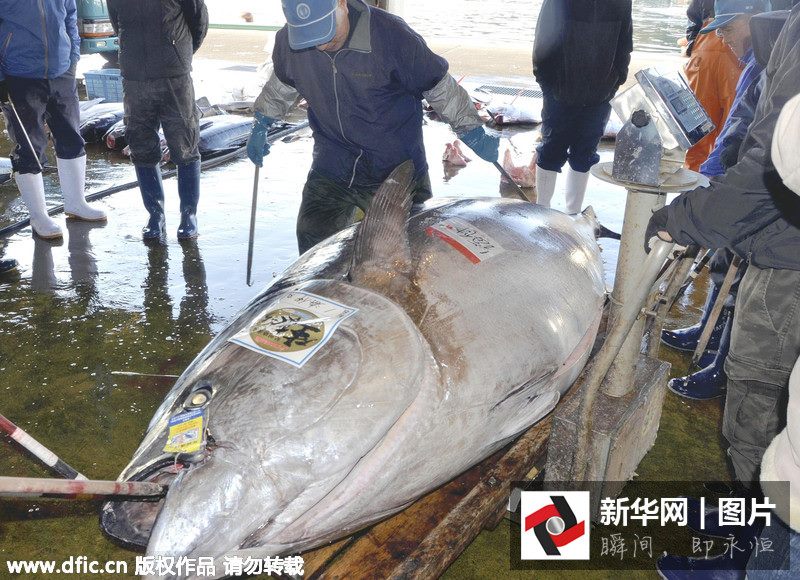 ญี่ปุ่นจับทูน่าขนาดยักษ์ น้ำหนัก 417 กิโลกรัม