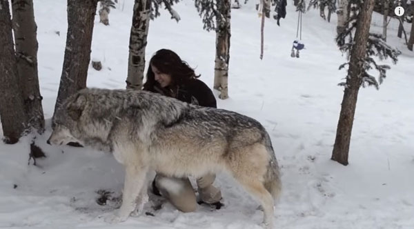 หมาป่าตัวเขื่องอ้อนเจ้าหน้าที่สาว