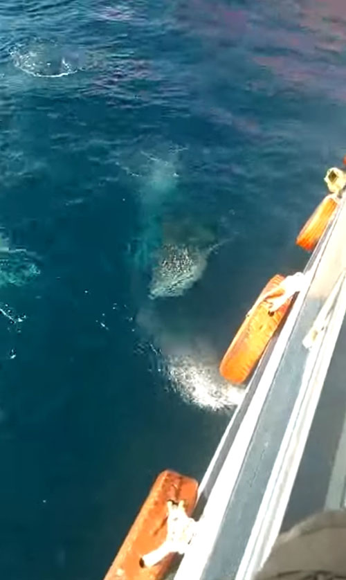 เจอฉลามวาฬที่เกาะเต่า เจอฉลามวาฬที่เกาะเต่า