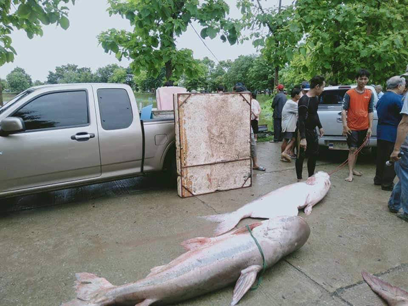 จับปลาในเขตอภัยทาน จับปลาในเขตอภัยทาน