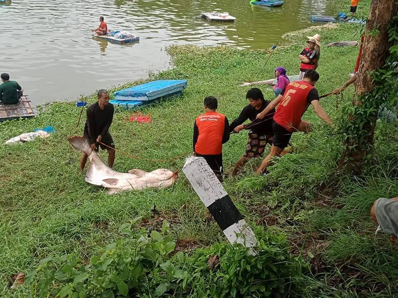 จับปลาในเขตอภัยทาน จับปลาในเขตอภัยทาน